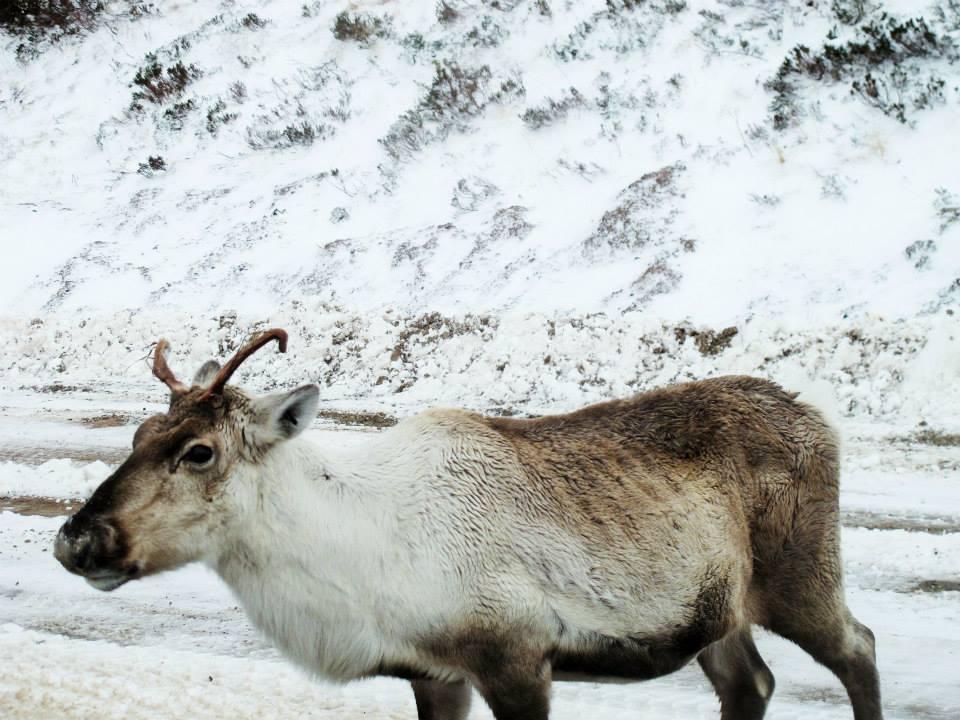 Car park reindeer